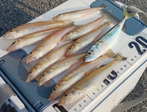 キスの釣果