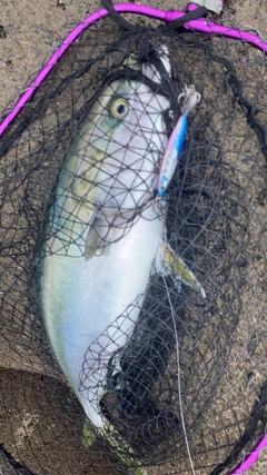 ブリの釣果