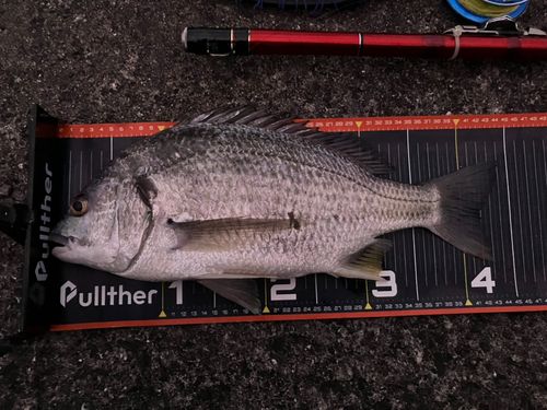 キビレの釣果