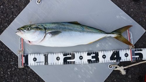 ツバスの釣果