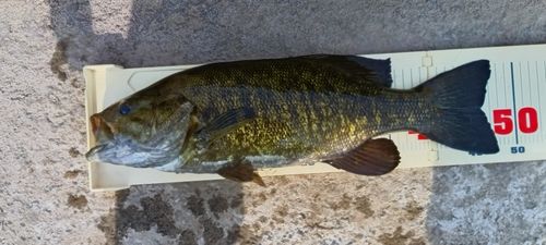 スモールマウスバスの釣果