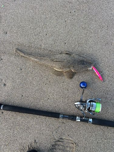 マゴチの釣果