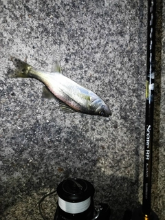 セイゴ（マルスズキ）の釣果