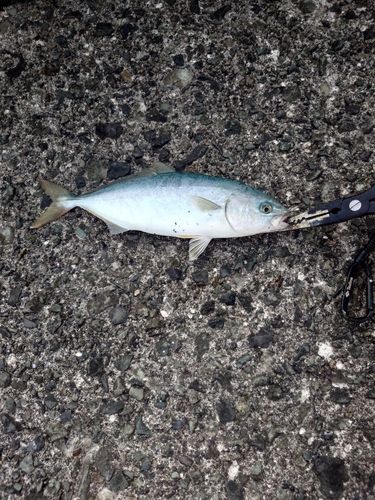 ワカシの釣果