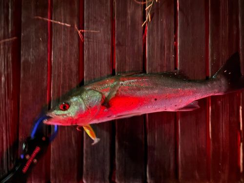 フッコ（マルスズキ）の釣果