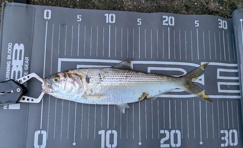 釣果