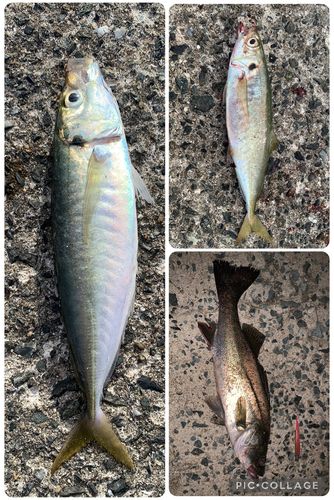 マルアジの釣果