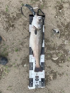 スズキの釣果