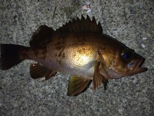 メバルの釣果