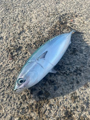 ソウダガツオの釣果