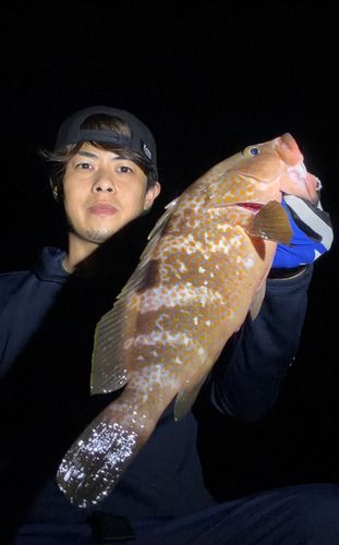 キジハタの釣果