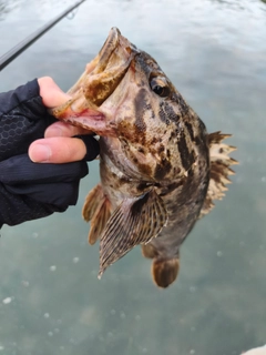 タケノコメバルの釣果