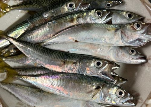 サバの釣果