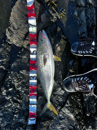 ハマチの釣果