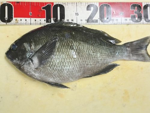 クチブトグレの釣果