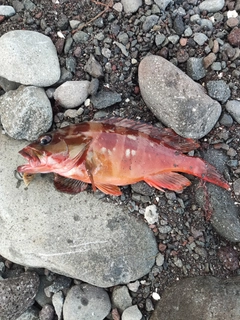 アカハタの釣果