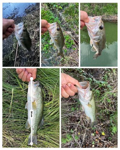 ブラックバスの釣果