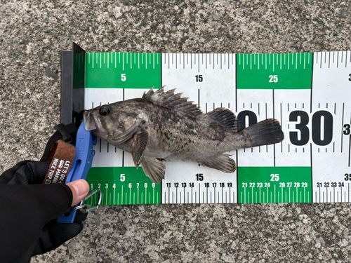 クロソイの釣果