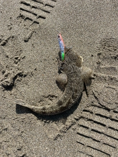 コチの釣果