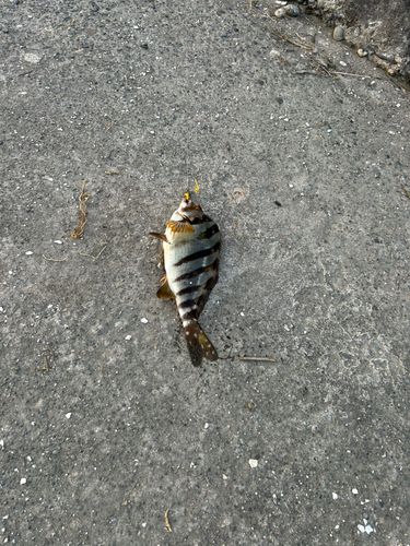 タカノハダイの釣果
