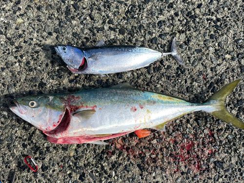 メジロの釣果
