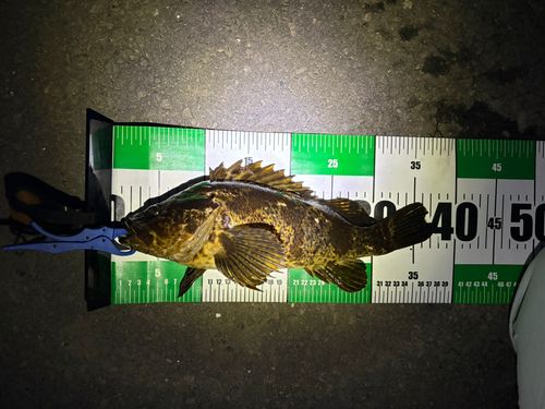 ベッコウゾイの釣果