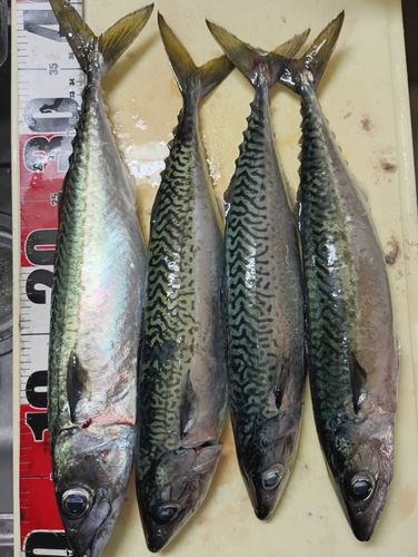 マサバの釣果