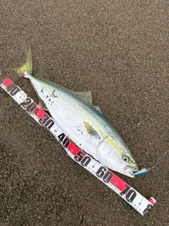イナダの釣果