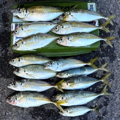 アジの釣果