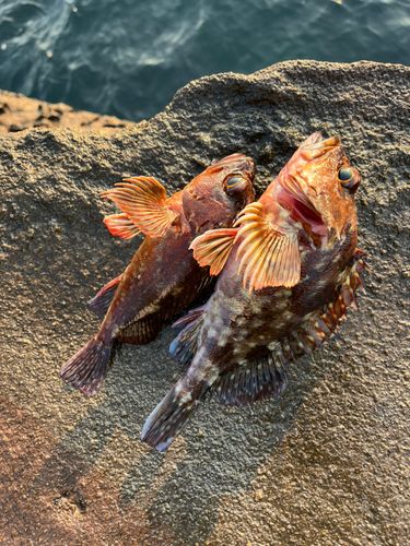 カサゴの釣果