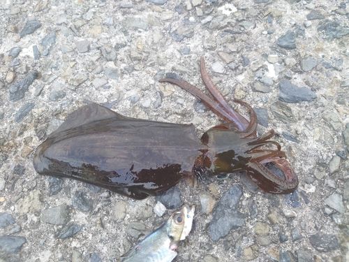 アオリイカの釣果