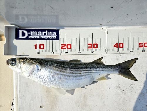 ボラの釣果