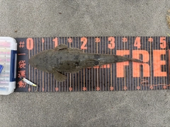 マゴチの釣果