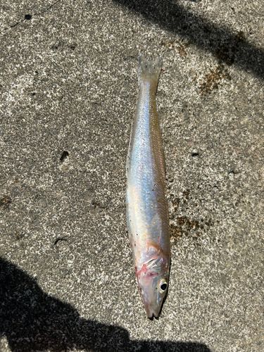 キスの釣果