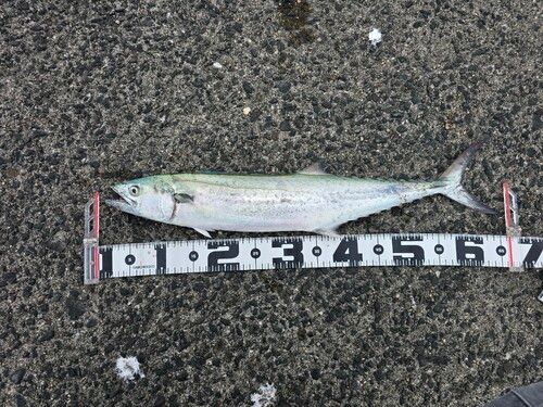 サゴシの釣果