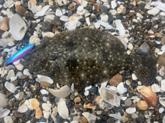 ソゲの釣果