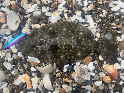 ソゲの釣果