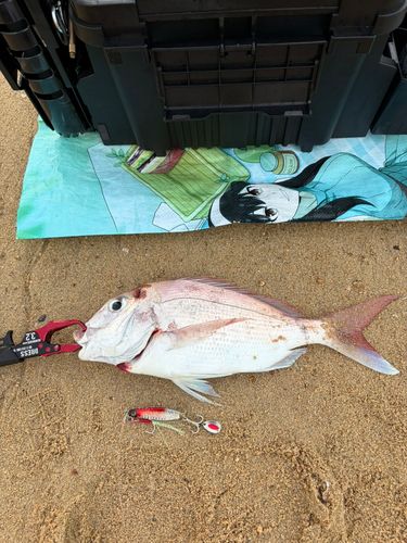 タイの釣果