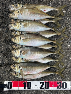 アジの釣果