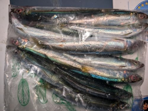 イワシの釣果