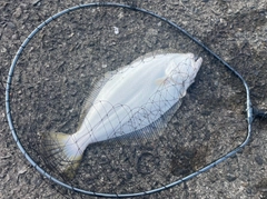 ヒラメの釣果