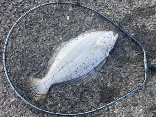 ヒラメの釣果