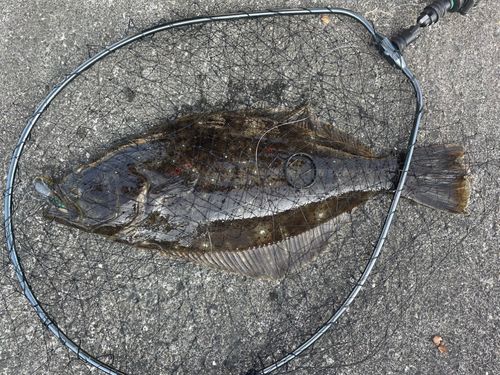 ヒラメの釣果