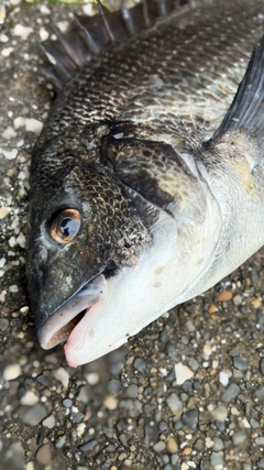 クロダイの釣果