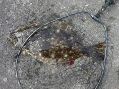 ヒラメの釣果