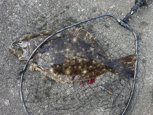 ヒラメの釣果