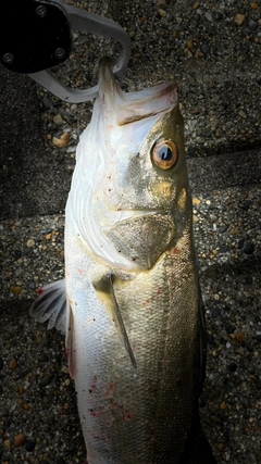 セイゴ（マルスズキ）の釣果