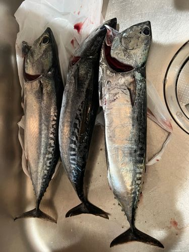 ソウダガツオの釣果