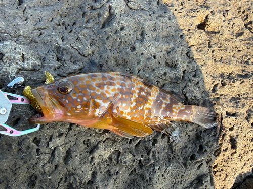 キジハタの釣果