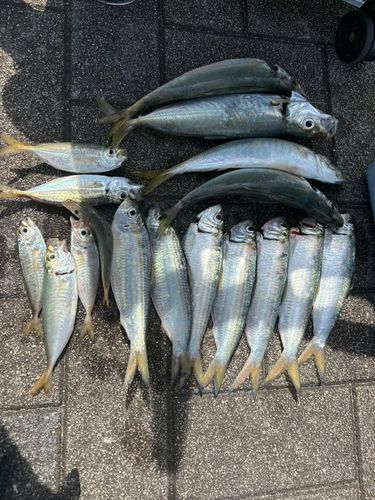 アジの釣果